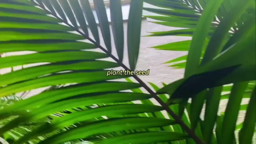 Frame for the plant the seed video reel.
